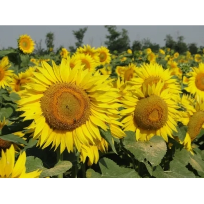 Поле соняшника з крупним планом квітки - Гармонія