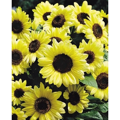 Bright sunflowers with dark centers and green foliage - Heliamax