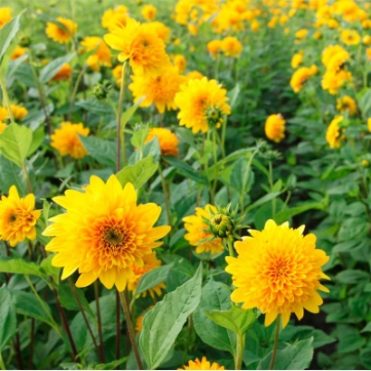 Поле соняшника Голда | Golda