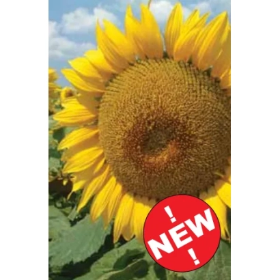 Sunflower against sky with red NEW badge - Goldsun