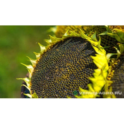 Соняшник на фоні зеленого поля - ГРАНД СТАР 50