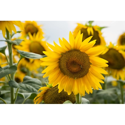 Поле соняшника - ГРАНТ