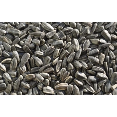 Сонячні насіння соняшника - ГС 1555