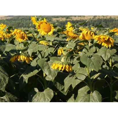 Поле соняшника ГСФ П 2