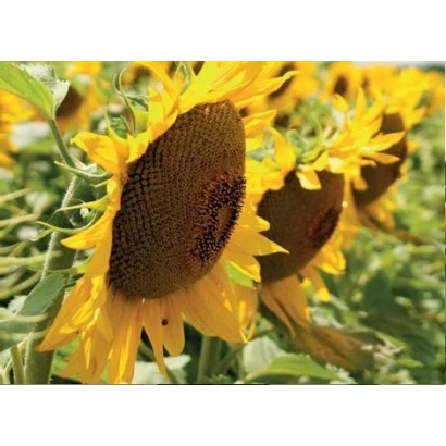 Поле з соняшником - Гусар