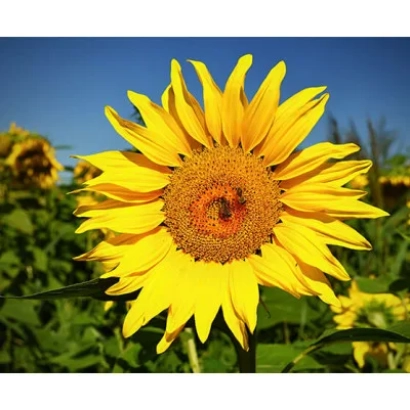 Соняцник на фоні поля соняшника - Х 711 В