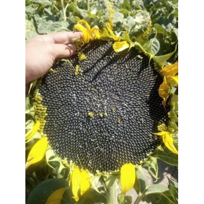 Солнечник с семенами на стебле, рука держит головку - ХА 26 ИМИ