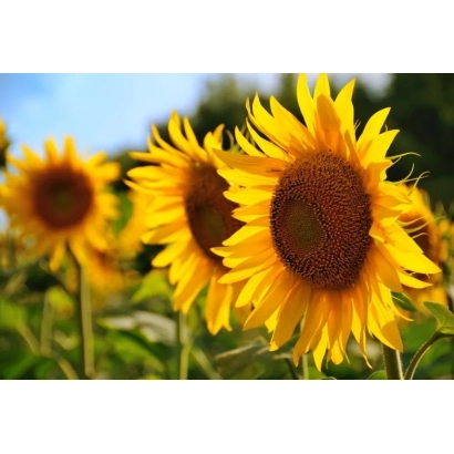 Соняшник на полі, що відповідає категорії Підсоняшник - ХА 981