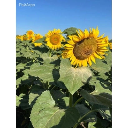Field of Charisma sunflowers against a blue sky