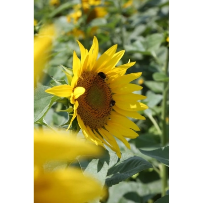 Солнечник на поле - Хелесан СУ