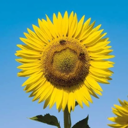 Yellow sunflower against blue sky - Hispalis