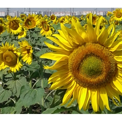Поле подсолнухов на фоне города - ХУТОРОК