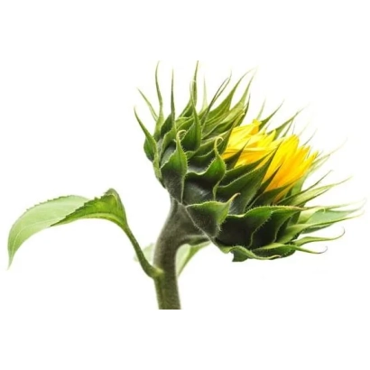 Свіжий соняшник сорту ІА 919