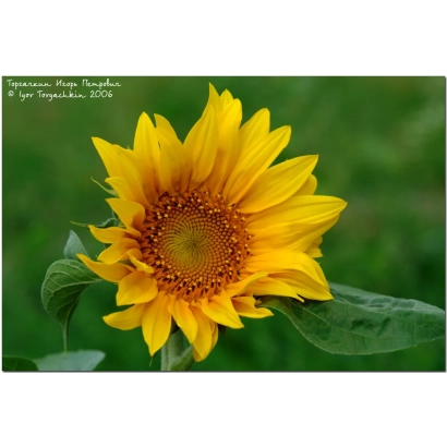 Yellow sunflower head on green background - IGOR