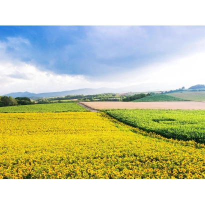 Поле подсолнечника на фоне голубого неба - Икар