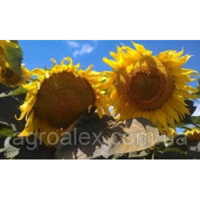 Sunflowers against sky background, no product name visible - Ilona CL