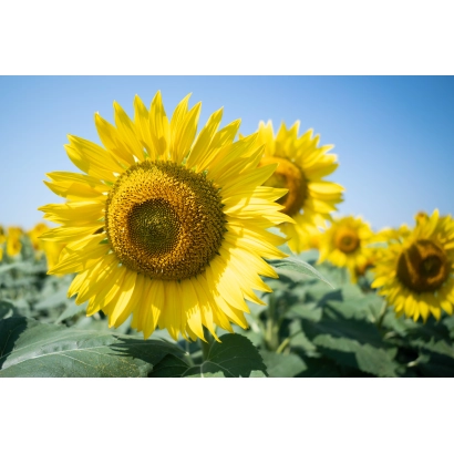 Поле соняшників на фоні блакитного неба - ІМІ АБ 24
