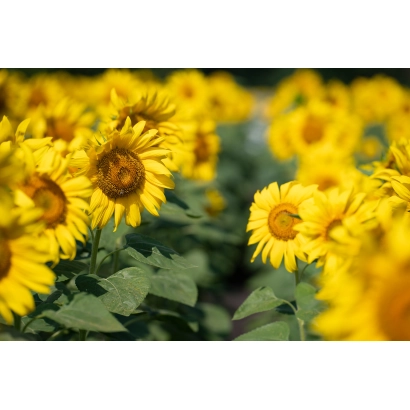 Поле соняшника - ІМІ