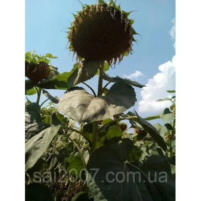 Солнечник на поле, вид снизу, без названия продукта - Император