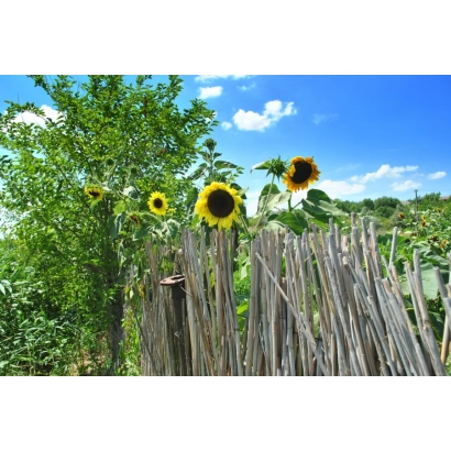Sunflowers in a field with a wooden fence and blue sky - Inglu