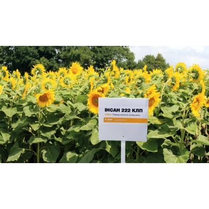 Семечки подсолнечника ИНСАН 299 СУ на фоне поля