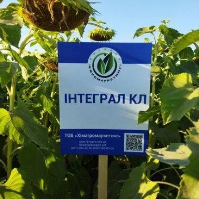 Синяя табличка с надписью ИНТЕГРАЛ КЛ на фоне подсолнечника