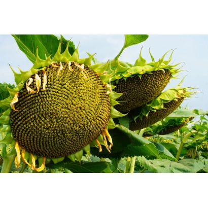 Зрілі соняшники на полі - МІЖЗІР’Я