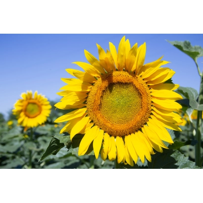 Соняшник на фоні неба - Ірен