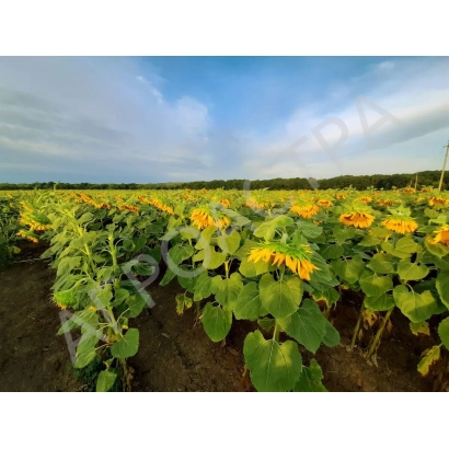 Поле соняшника на фоні блакитного неба - ІВАН ІВАНОВИЧ