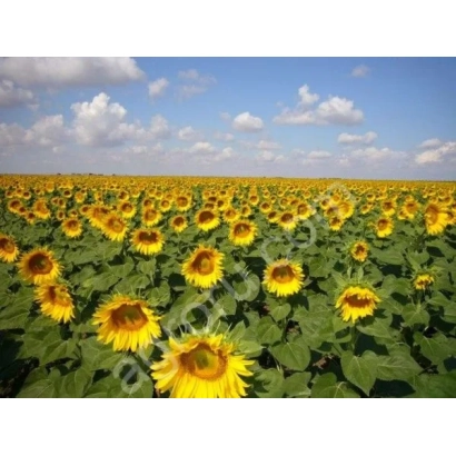 Поле соняшника на фоні блакитного неба з хмарами - Кайзер