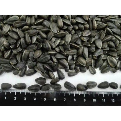 Соняшні насіння Калібр на лінійці