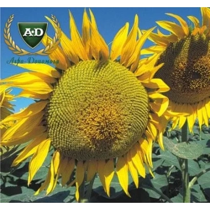 Солнечник на фоне неба, логотип A&D в верхнем левом углу - Каньон