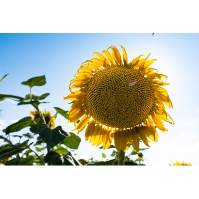 Сонячна підсолиця на тлі блакитного неба, належить до категорії Підсолиця. - КАРАВАН