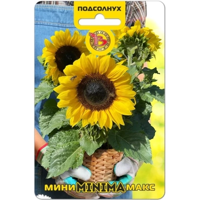 Sunflower seed packet MINIMIMA - Carmen F1