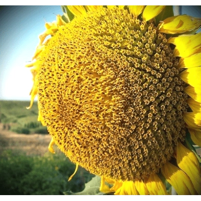 Солнцецветущий подсолнух на поле - Кастилия