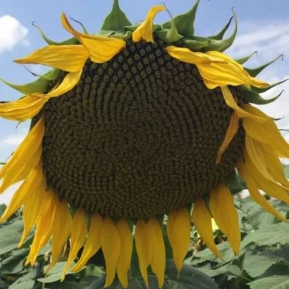 Sunflower against sky - Katrin