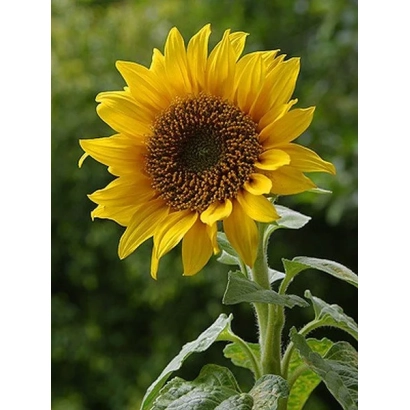 Sunflower against green background - KAZACHY