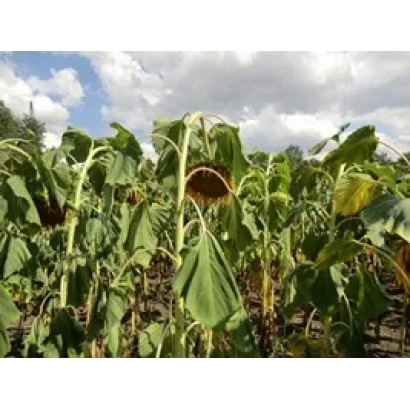 Поле подсолнечника КЕЛВИН - 696