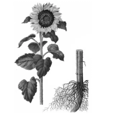 Ілюстрація соняшника з кореневою системою - КИМІ РФ 78