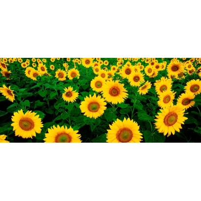 Поле подсолнечника с яркими желтыми цветами на фоне зелени - Кларика КЛ