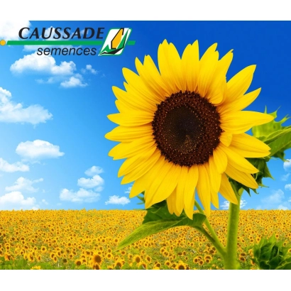 Sunflower field with large bloom against blue sky, brand CAUSSADE - CLARISSA KL