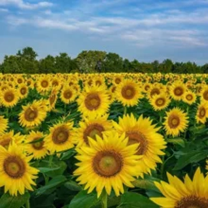 Поле соняшника на фоні неба - КЛІО