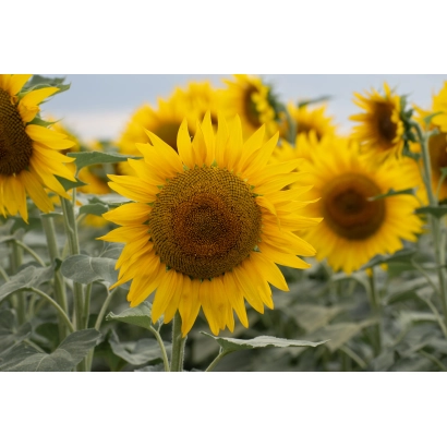 Поле соняшника з крупним планом квітки - КЛІП