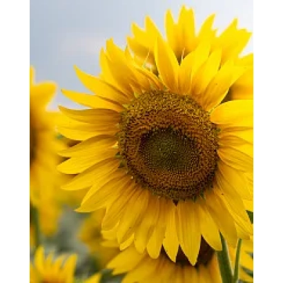 Соняшник на полі, підходить для категорії Підсоняшник - КЛІП ВО
