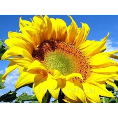 Сонячне поле з крупним планом квітки соняшника - КМ 215