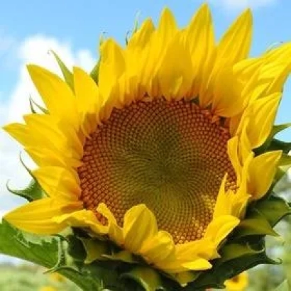 Соняшник на фоні неба - КОБАЛЬТ 2