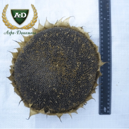 Солнечник сорта Агро-Дон с линейкой для измерения - Кочеток