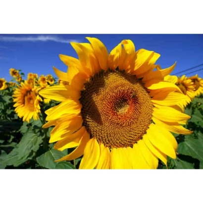 Sunflower against a blue sky, part of a field with other plants - CODIZOLE