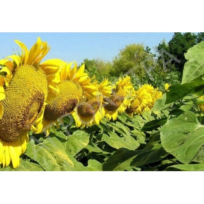 Row of sunflowers in a field - Kodru