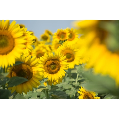 Сонячні підсонячники на полі, ілюстрація для продукту Комета